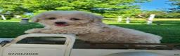 Bichpoo dogs for sale: Lonnie - Ad 1