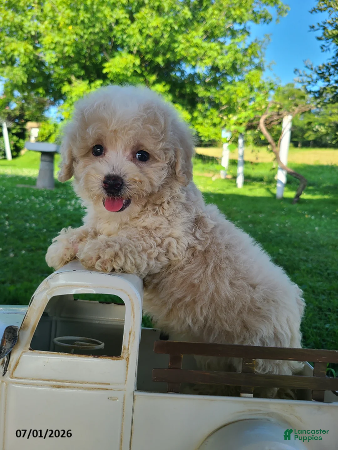 Bichpoo dogs for sale: Lonnie - Ad 1