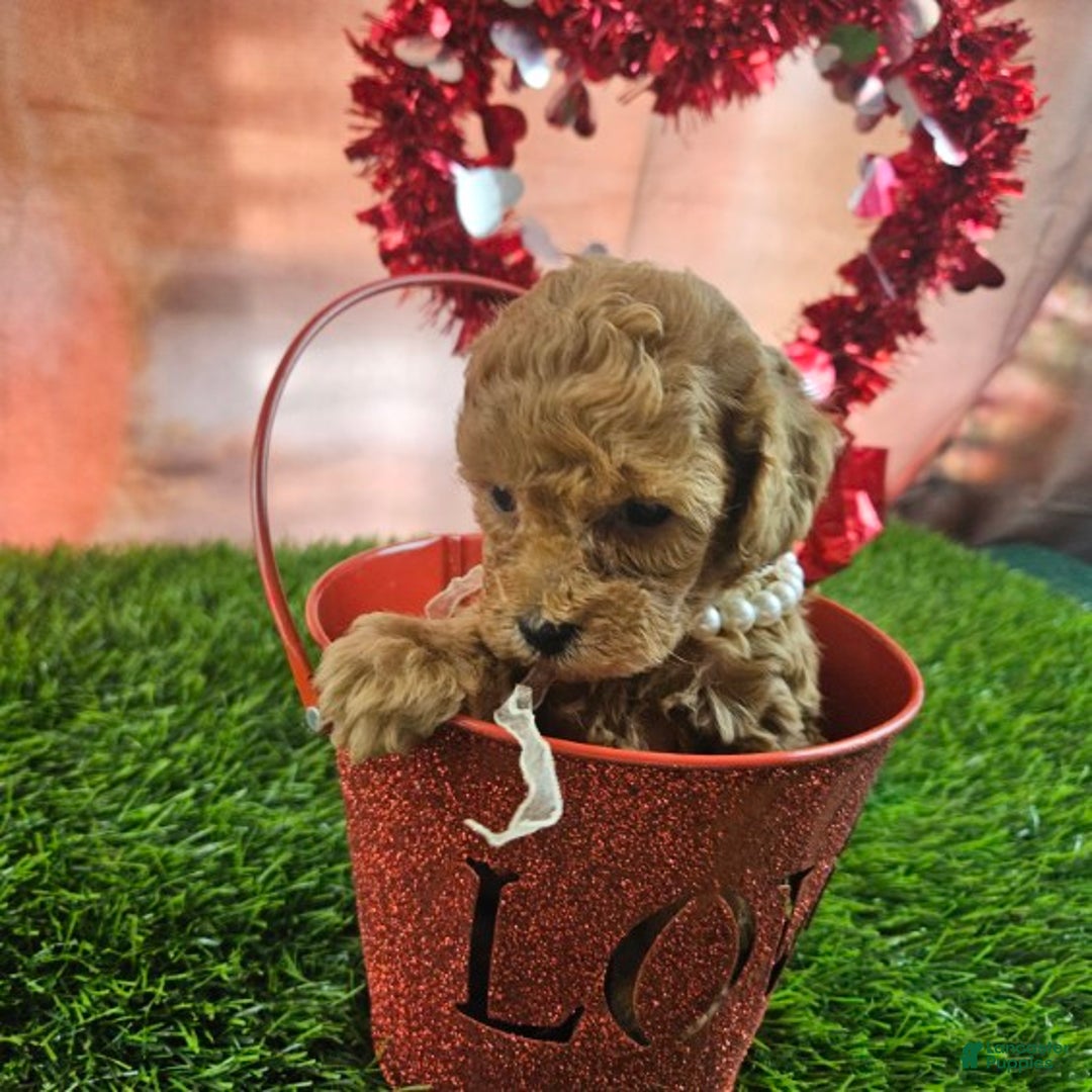 Toy Poodle dogs for sale: Dora - Ad 2