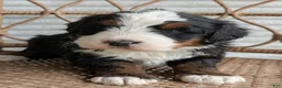 Bernedoodle dogs for sale: Scotty  - Ad 8