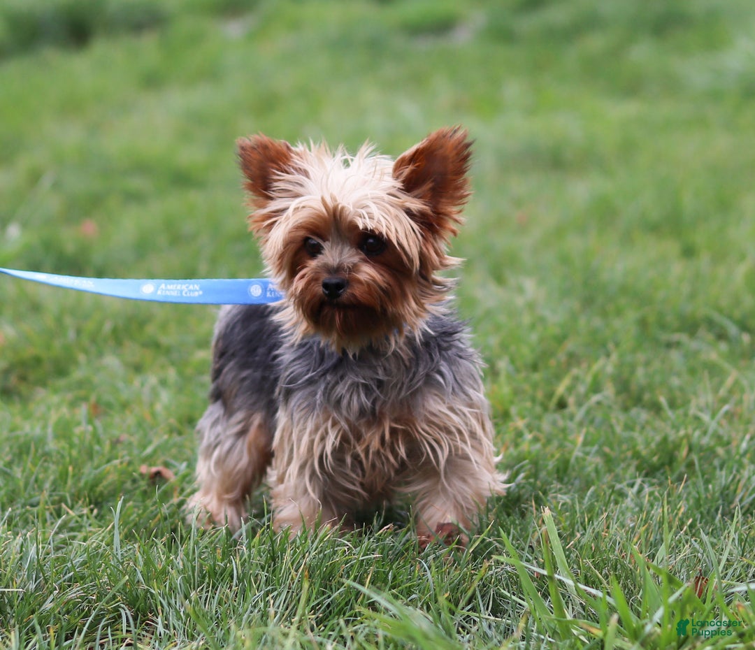 Yorkshire Terrier dogs for sale: Maverick - Ad 6