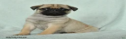 Pug dogs for sale: Abbot - Ad 3