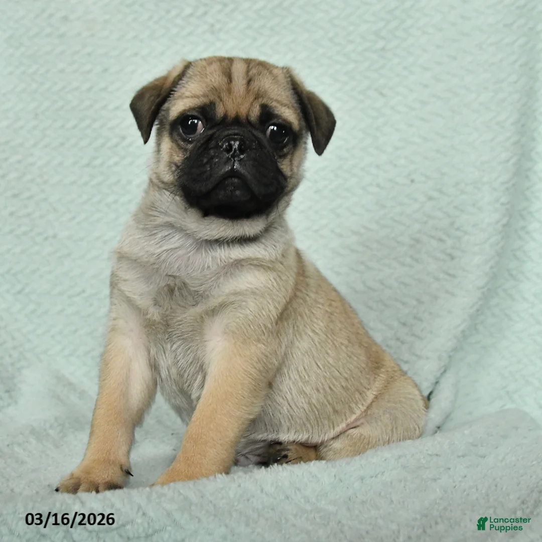 Pug dogs for sale: Abbot - Ad 3