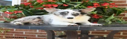 Chihuahua dogs for sale: Davy - Ad 3