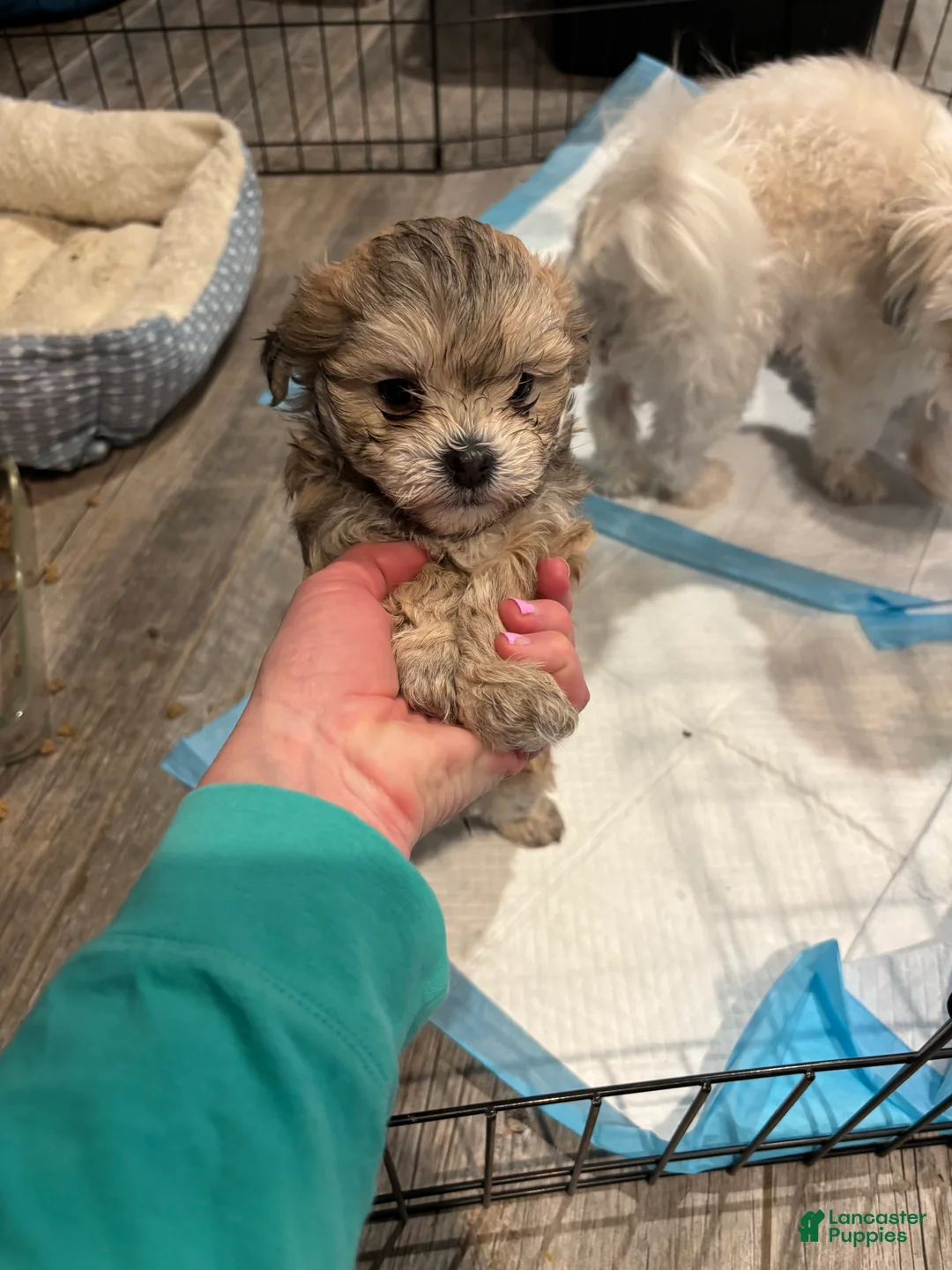 Maltipoo dogs for sale: Maltipoo Puppy 1 - Ad 3