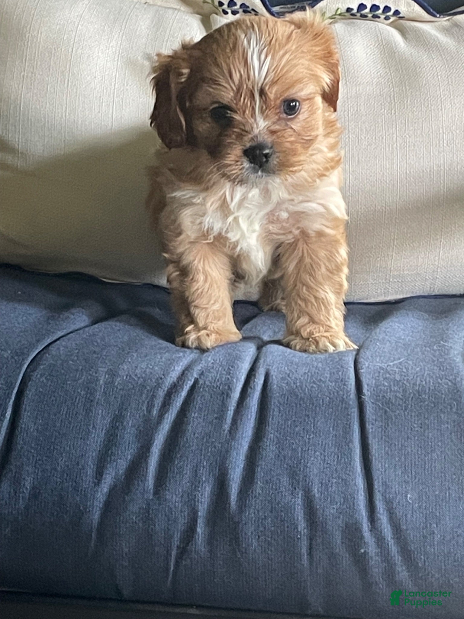 Cavalier King Charles Spaniel dogs Chewbacca (Chewy) - Ad 1