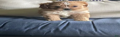 Chewbacca (Chewy)