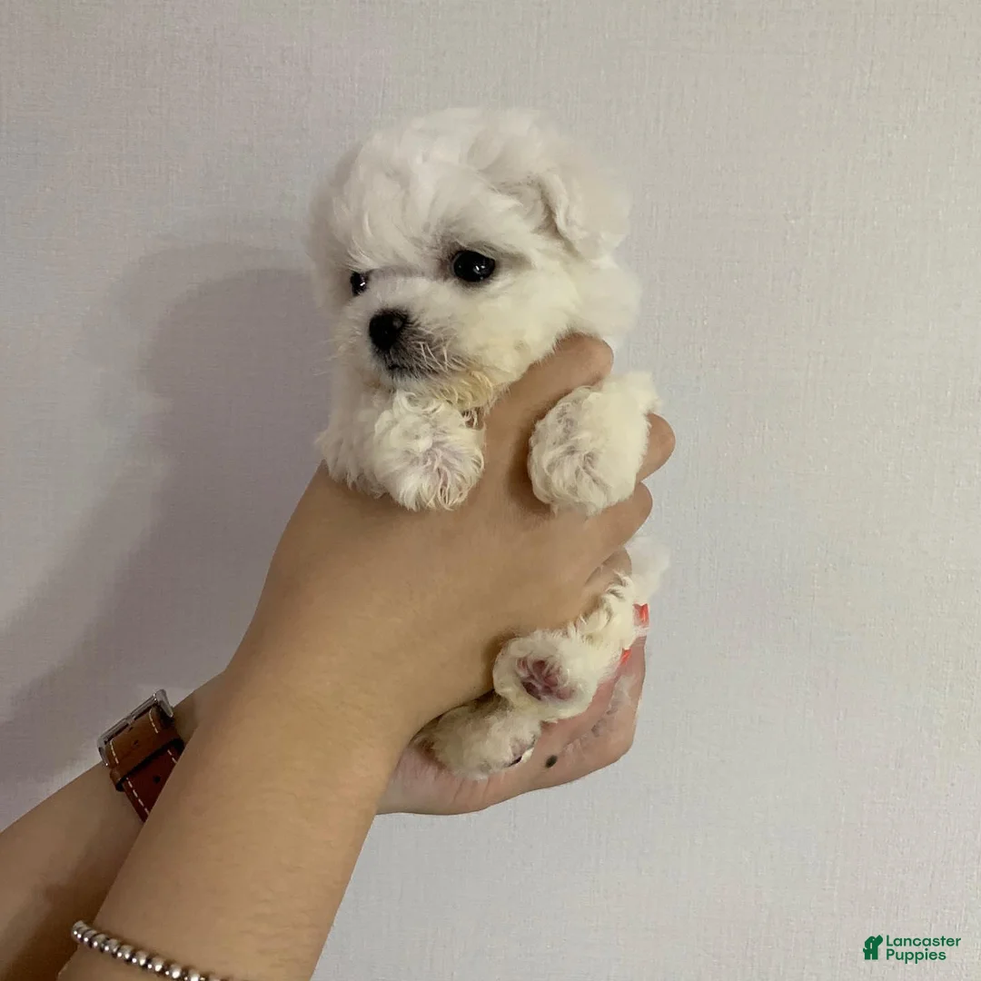 Bichon Frise dogs for sale: Joy (Female) - 9 weeks Old - Ad 1