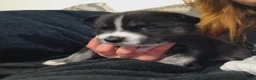 Mixed Breed dogs for sale: Mixed Breed 1 - Ad 11