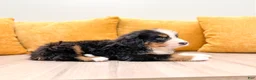 Bernese Mountain Dog dogs for sale: Alex - Ad 4