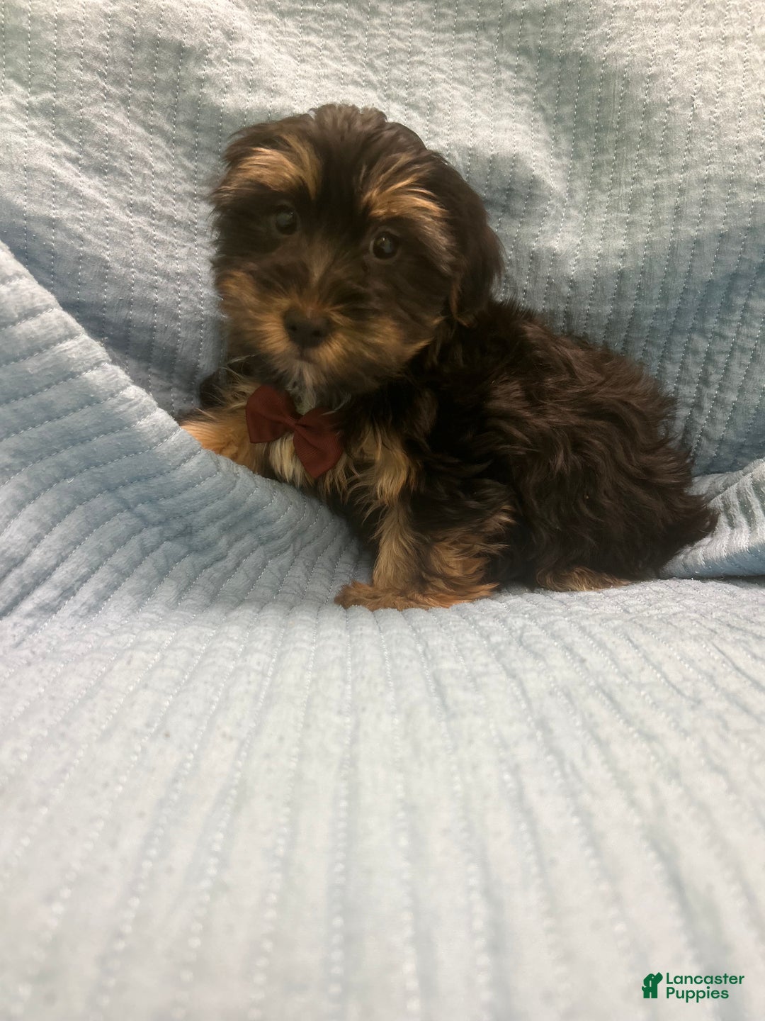 Morkie dogs for sale: Morkie Puppy 2 - Ad 2