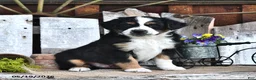 Australian Shepherd dogs for sale: Albert - Ad 1