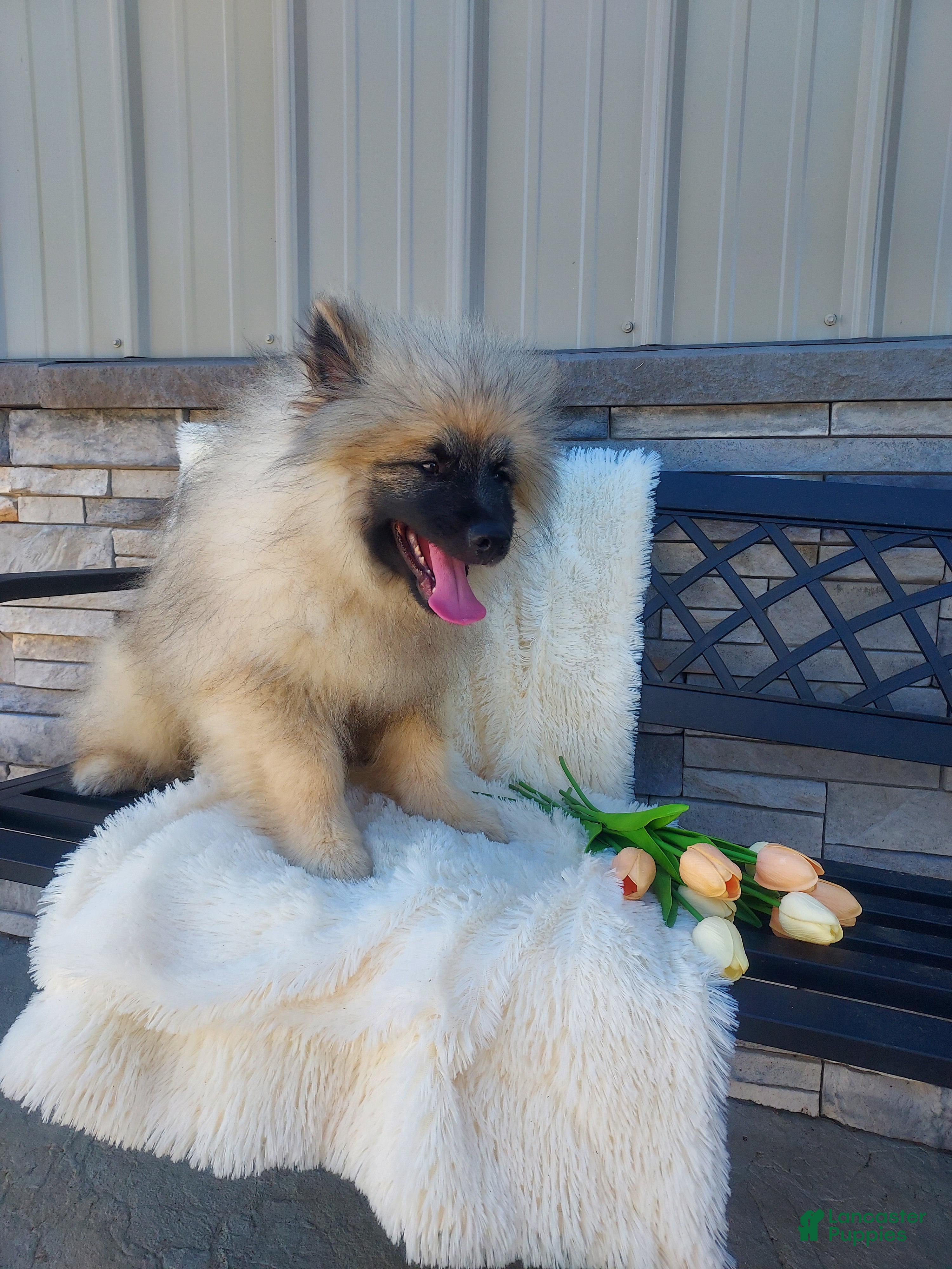 Keeshond dogs Titus - Ad 2