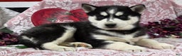 Siberian Husky dogs for sale: Kylan - Ad 3