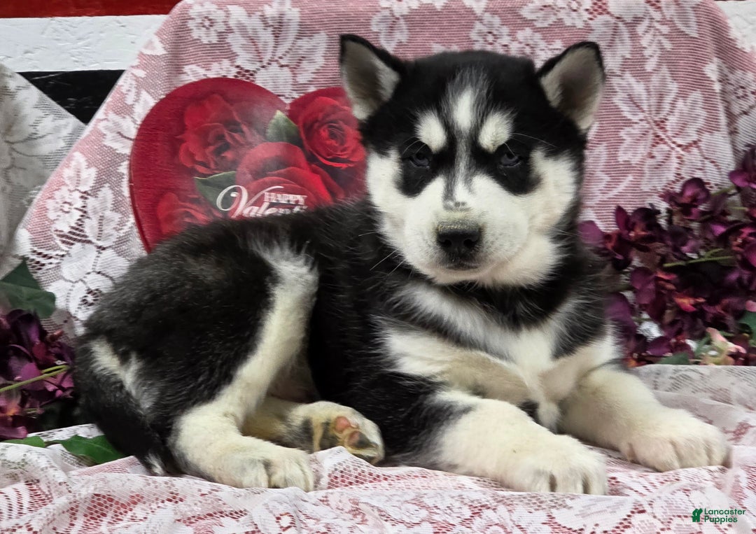 Siberian Husky dogs for sale: Kylan - Ad 3
