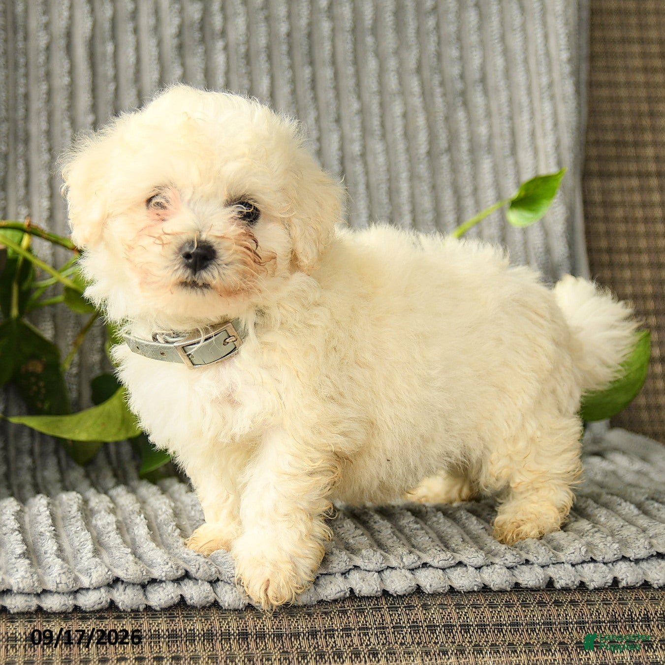 Bichpoo dogs Benji - Ad 1