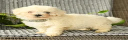 Bichpoo dogs for sale: Benji - Ad 1