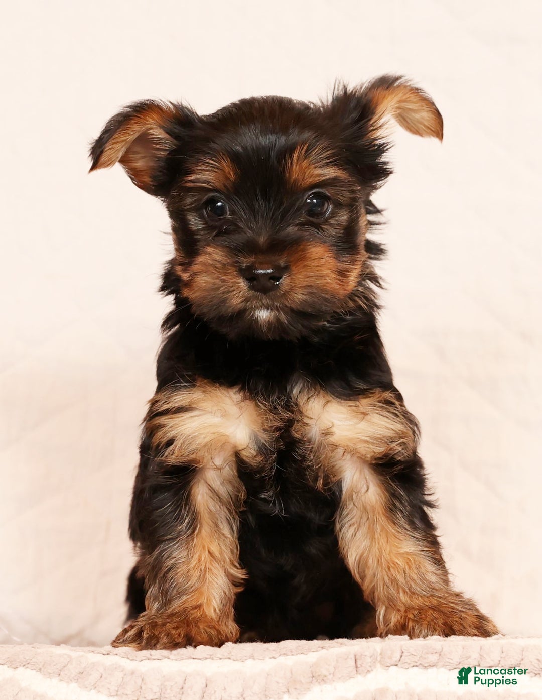 Yorkshire Terrier dogs for sale: Chocolate - Ad 2