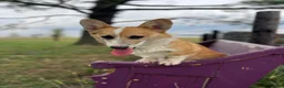Welsh Corgi Pembroke dogs for sale: Johnny Welsh Corgi Pembroke Puppy leash and crate trained - Ad 7