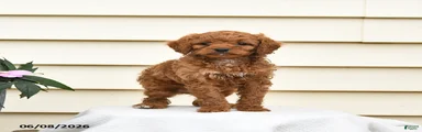 Rosie