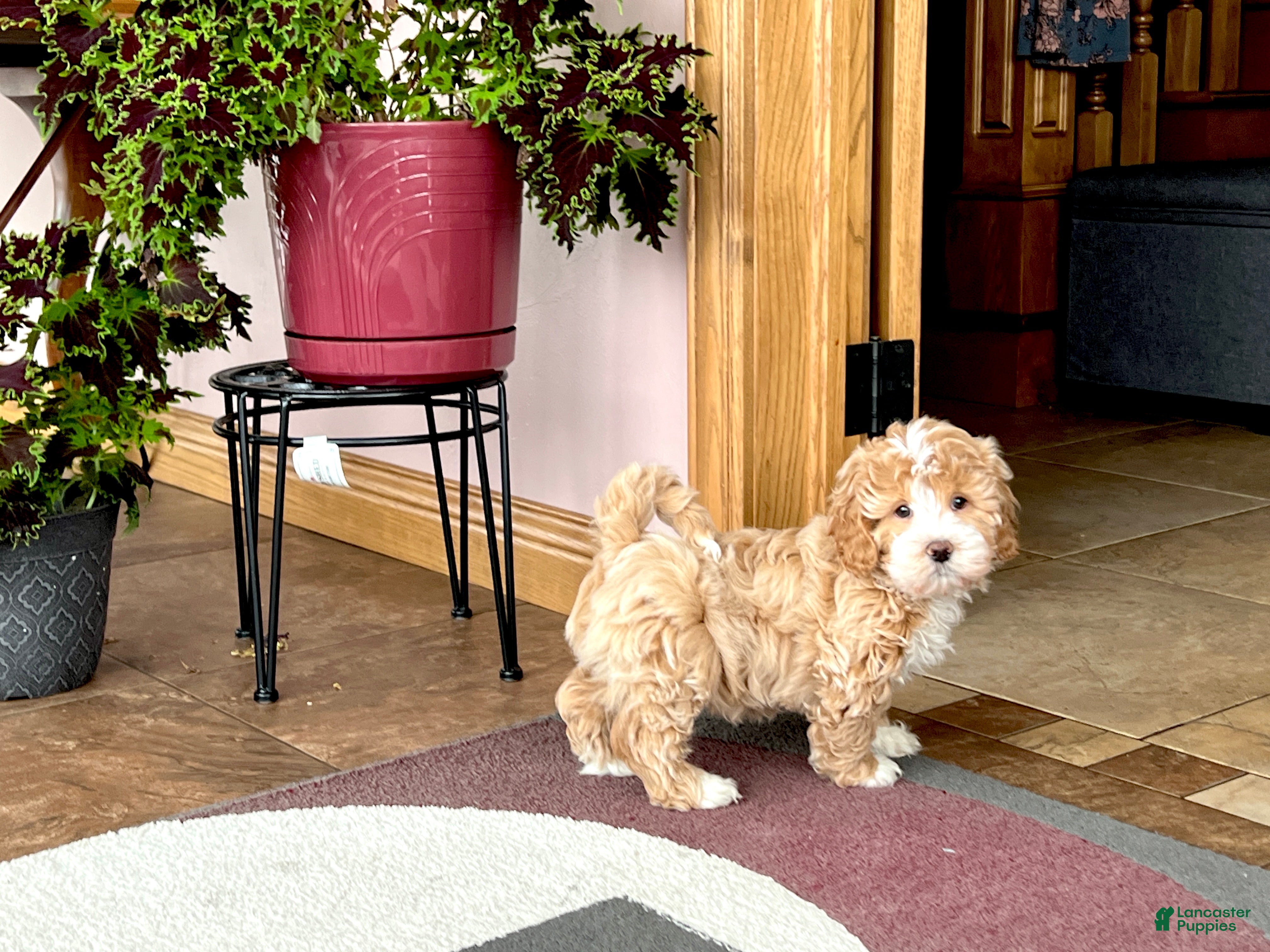 Mixed Breed dogs Ollie - Ad 2