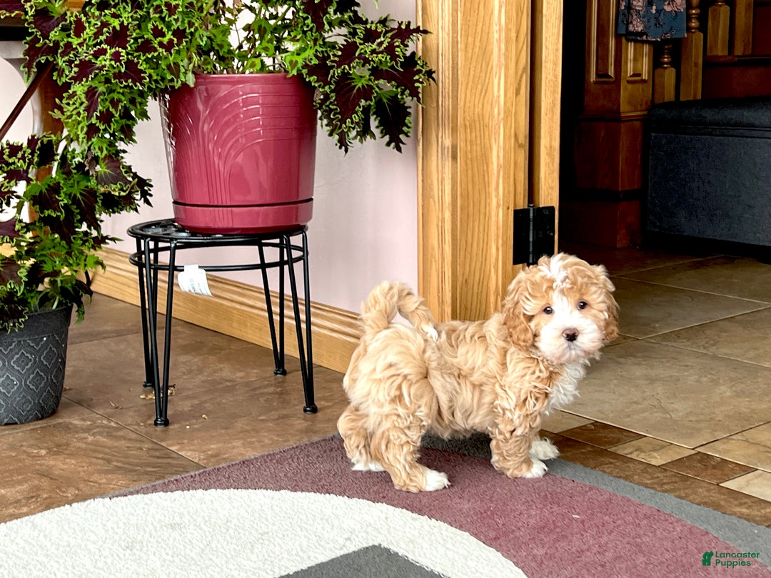 Mixed Breed dogs for sale: Ollie - Ad 2