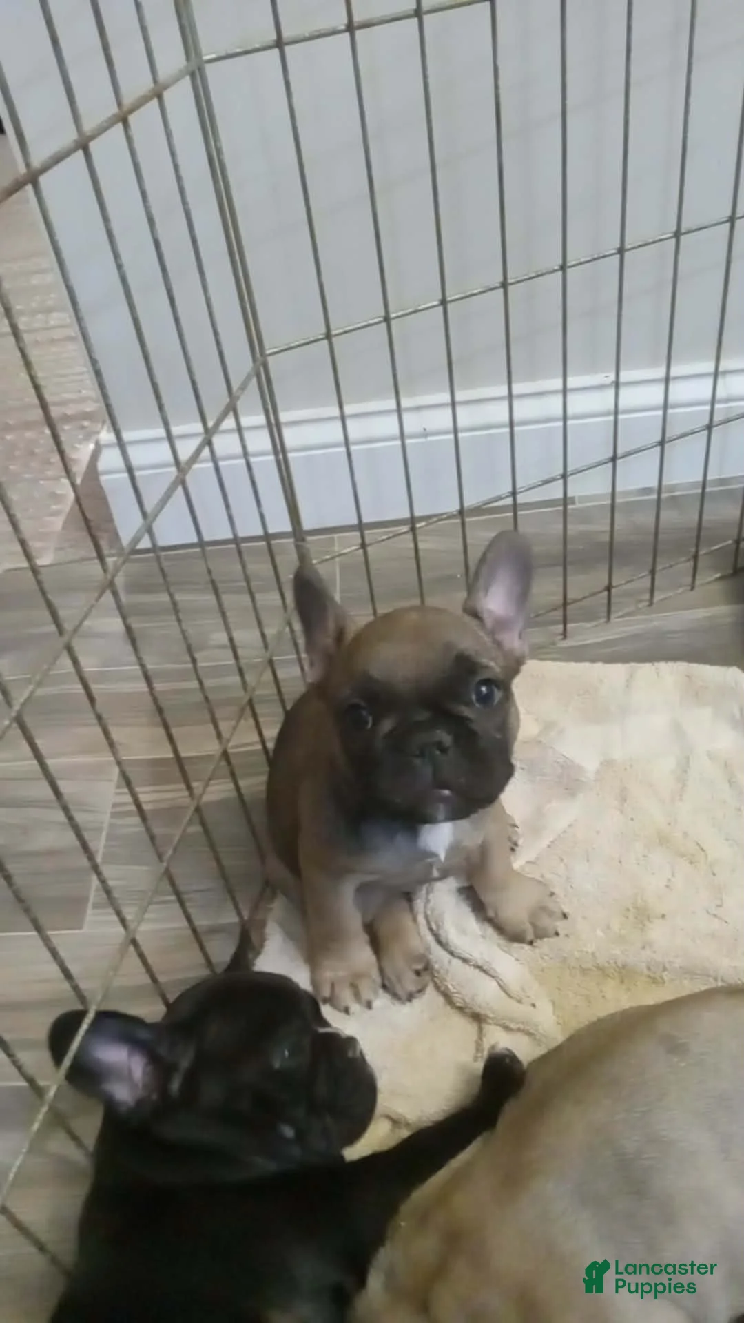 French Bulldog dogs for sale: Potato - Ad 1