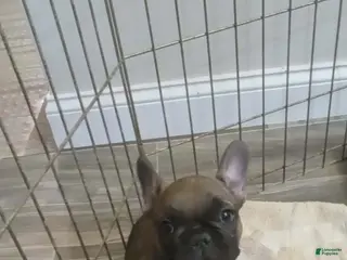 French Bulldog dogs Potato - Ad 3