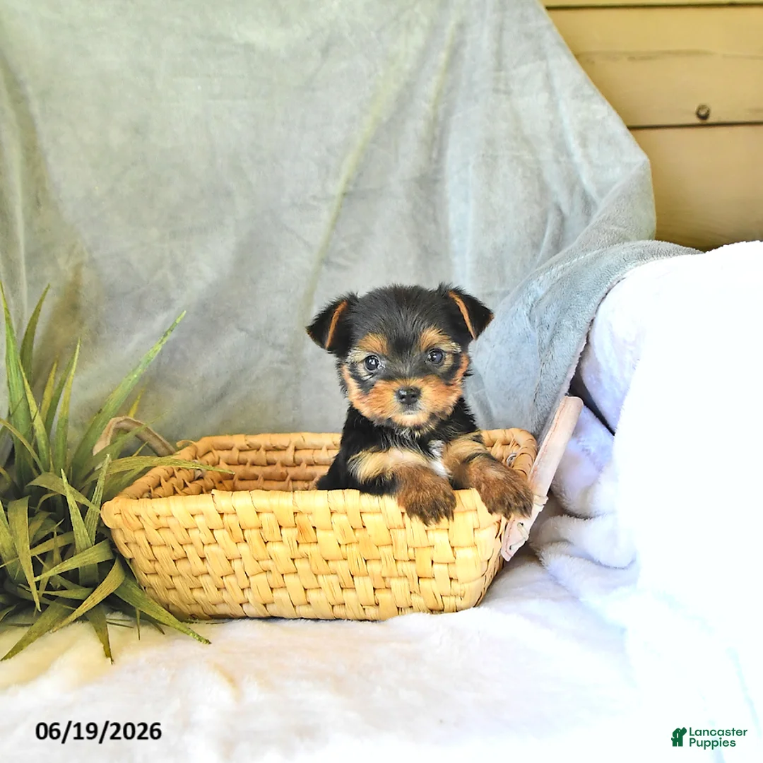 Yorkshire Terrier dogs for sale: Tilly - Ad 1