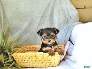 Yorkshire Terrier dogs for sale: Tilly - Ad 1