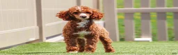 Miniature Poodle dogs for sale: Colleen - Ad 8