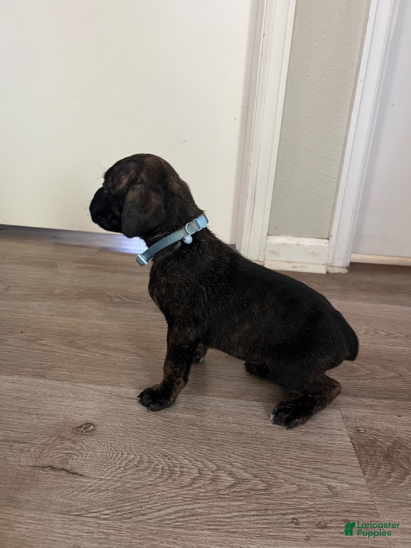 Cane Corso dogs Cane Corso 11 - Ad 1