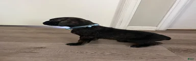 Cane Corso 11