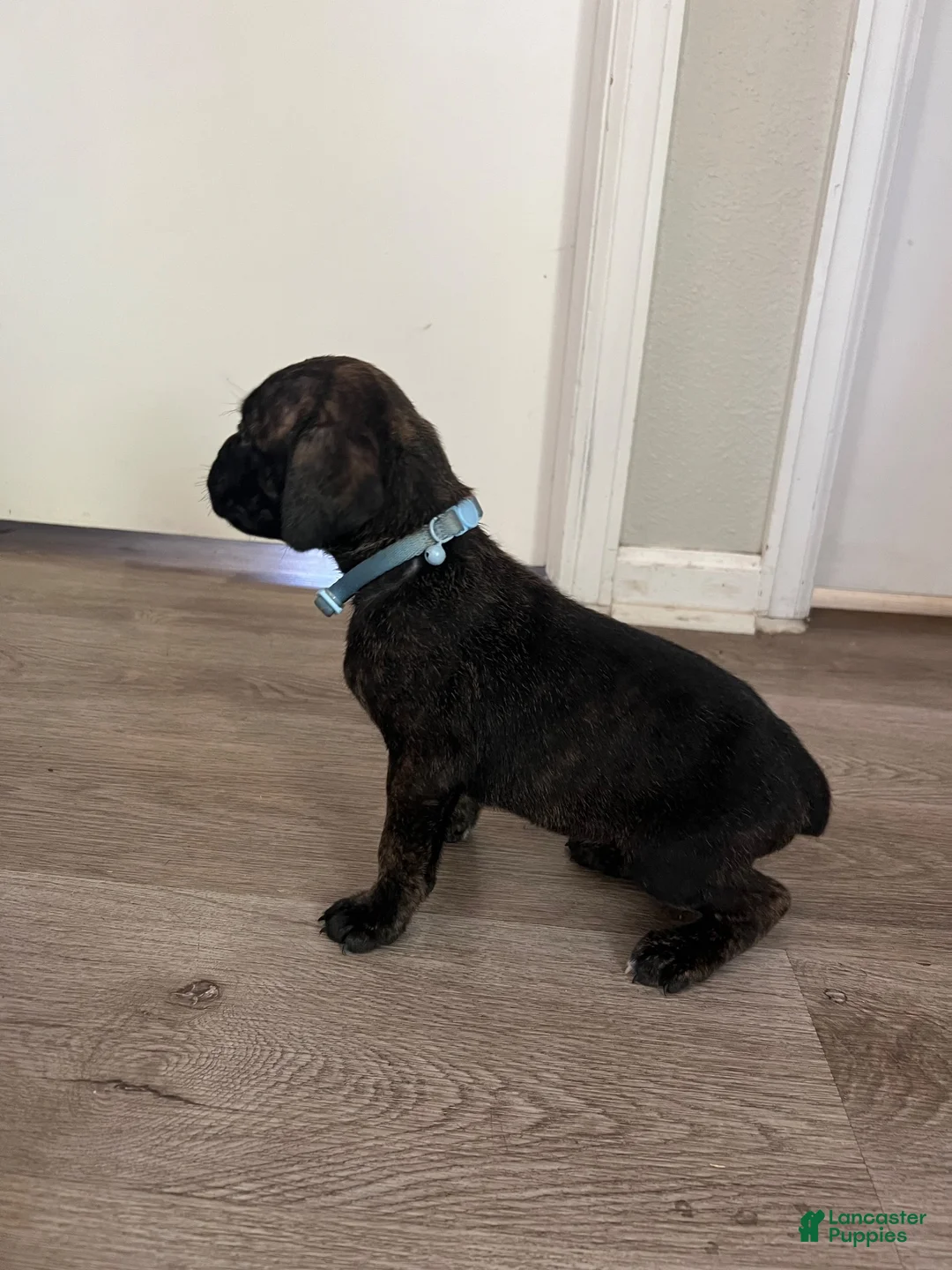 Cane Corso dogs for sale: Cane Corso 11 - Ad 1