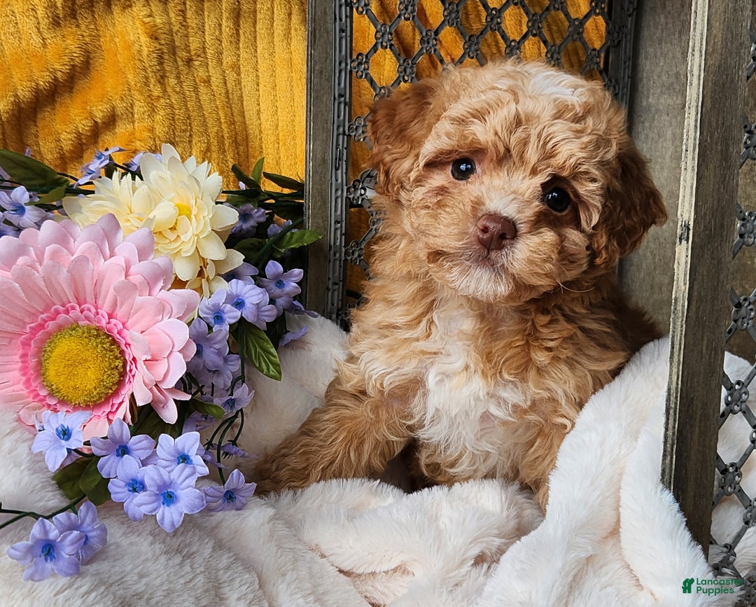 Toy Poodle dogs for sale: Allie - Ad 5