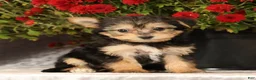 Yochon dogs for sale: Talia - Ad 7