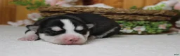 Siberian Husky dogs for sale: Storm  - Ad 9