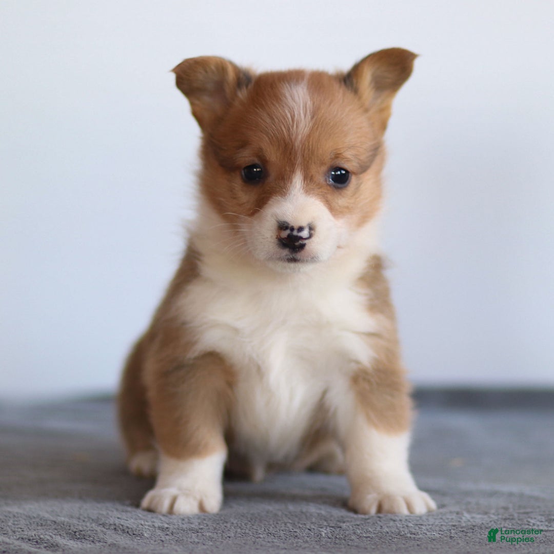 Welsh Corgi Pembroke dogs for sale: Kadin Welsh Corgi Pembroke - Ad 1