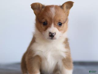 Welsh Corgi Pembroke dogs Kadin Welsh Corgi Pembroke - Ad 34