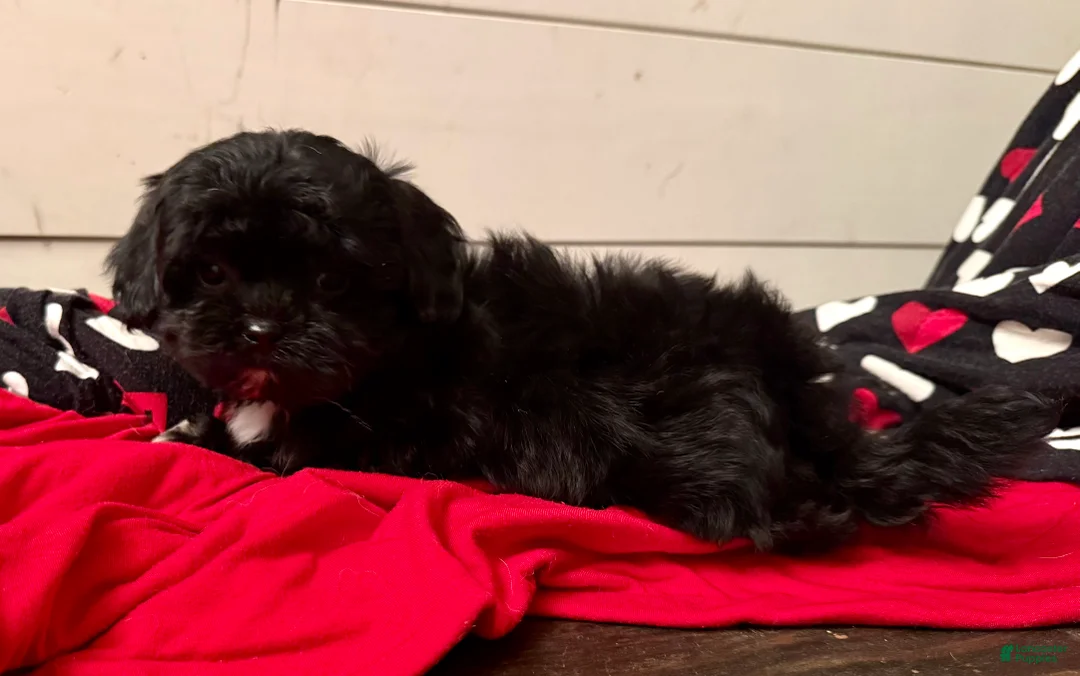 Shihpoo dogs for sale: Luna - Ad 18