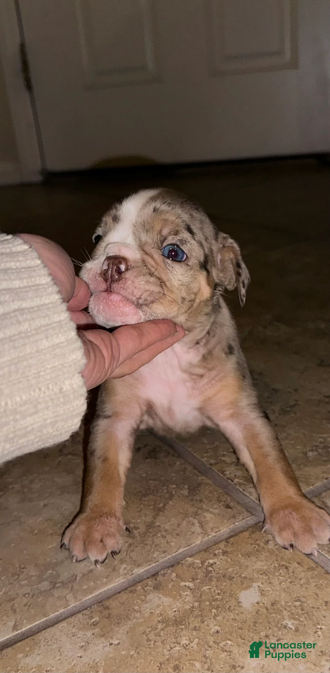 English Bulldog dogs for sale: Zeus - Ad 4
