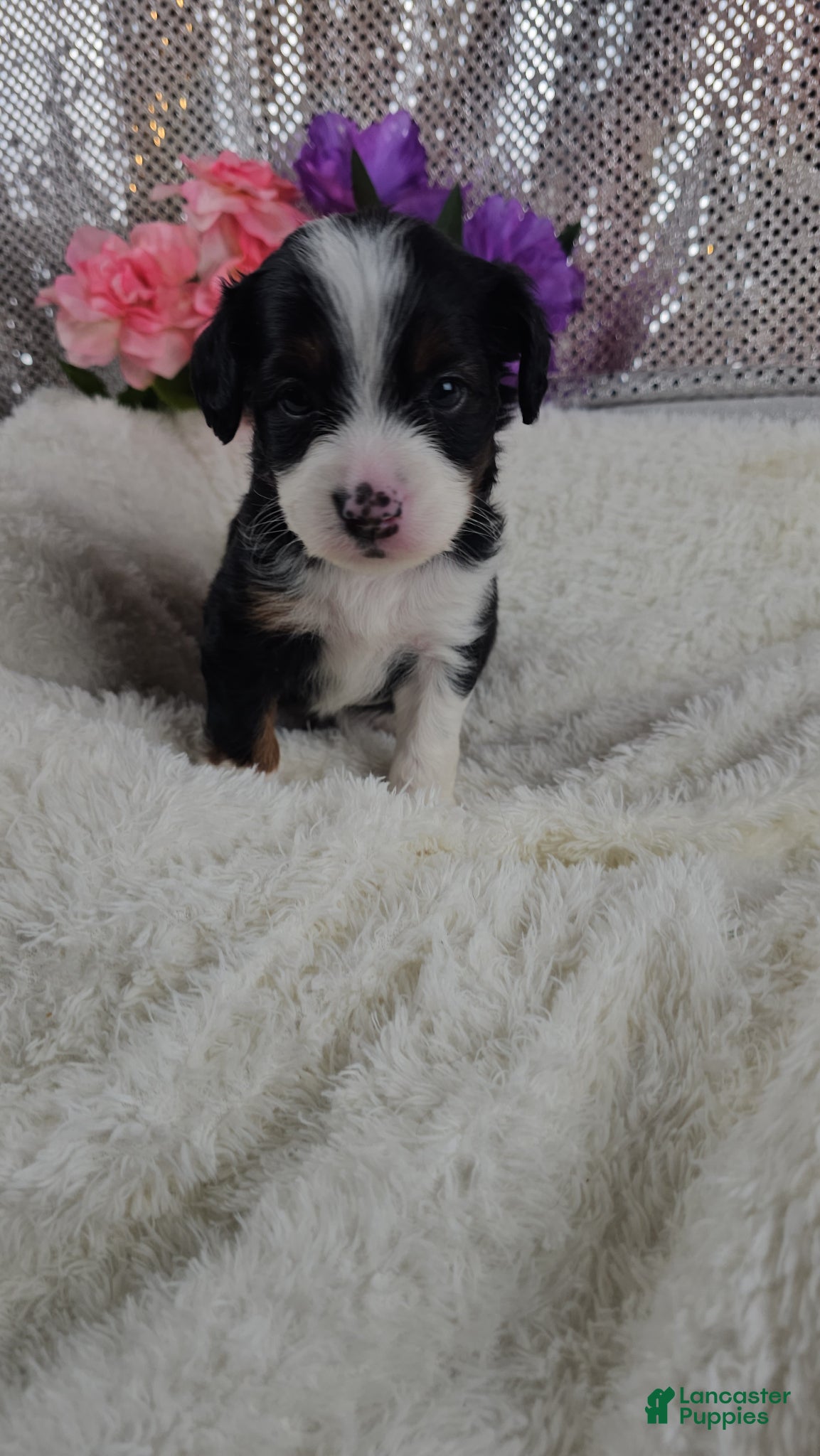 Mini Aussiedoodle dogs Rosalie - Ad 5