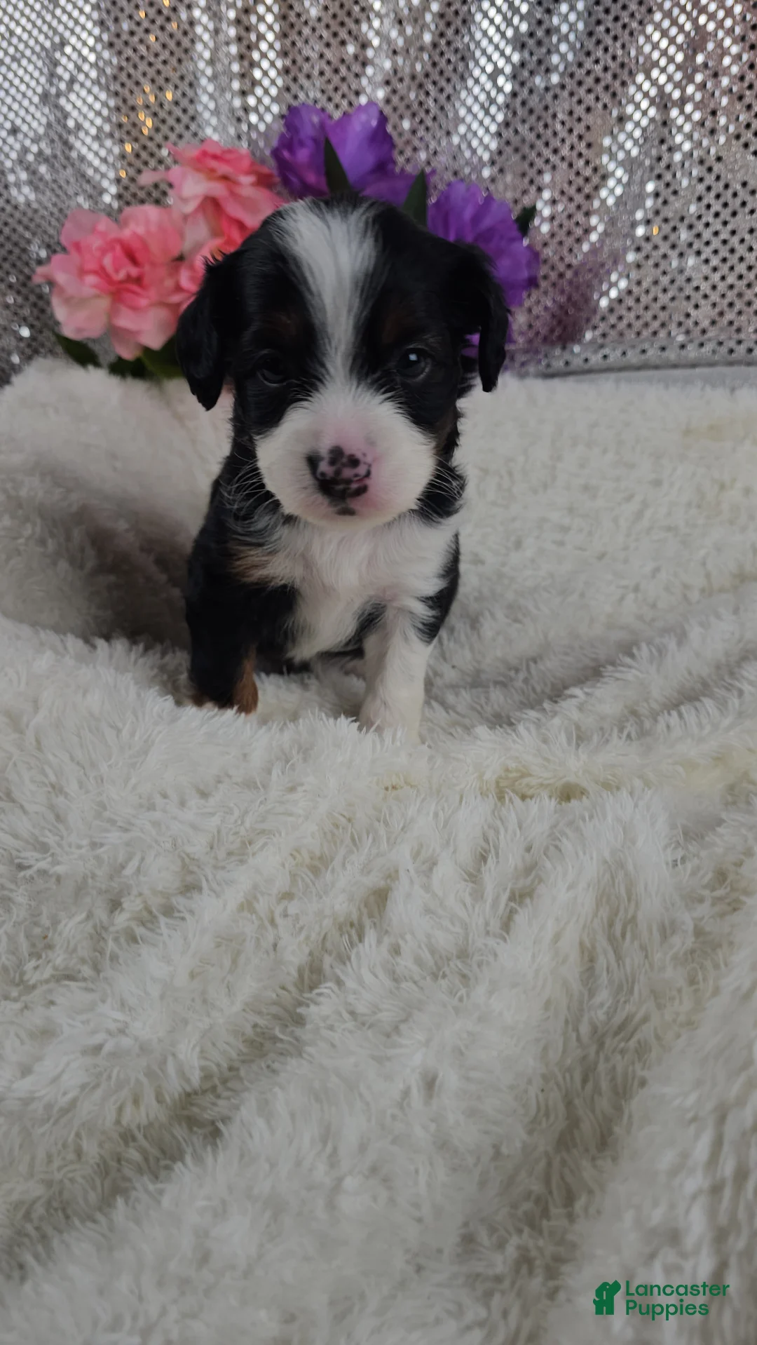 Mini Aussiedoodle dogs for sale: Rosalie - Ad 1