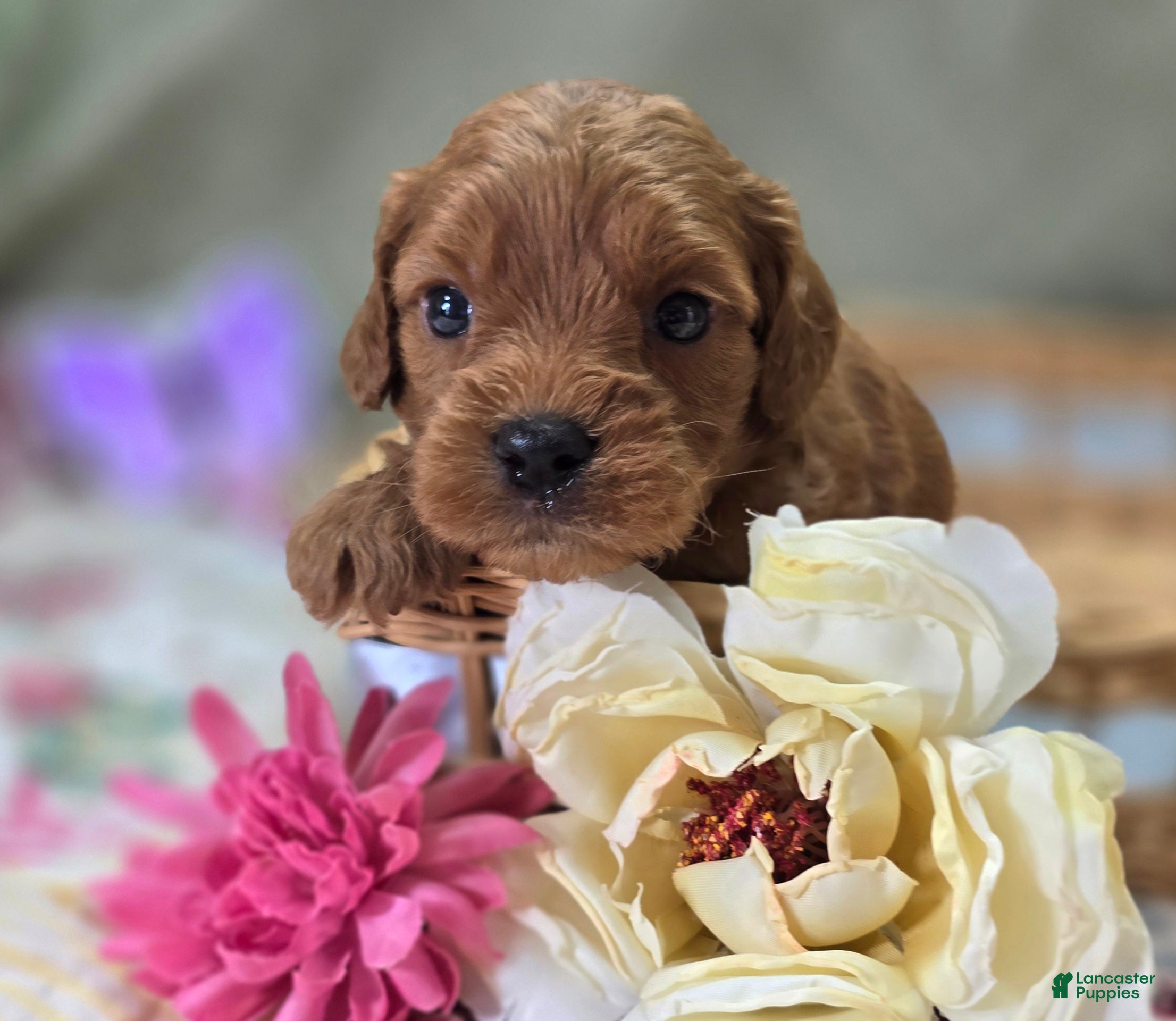 Cockapoo dogs Paris - Ad 19