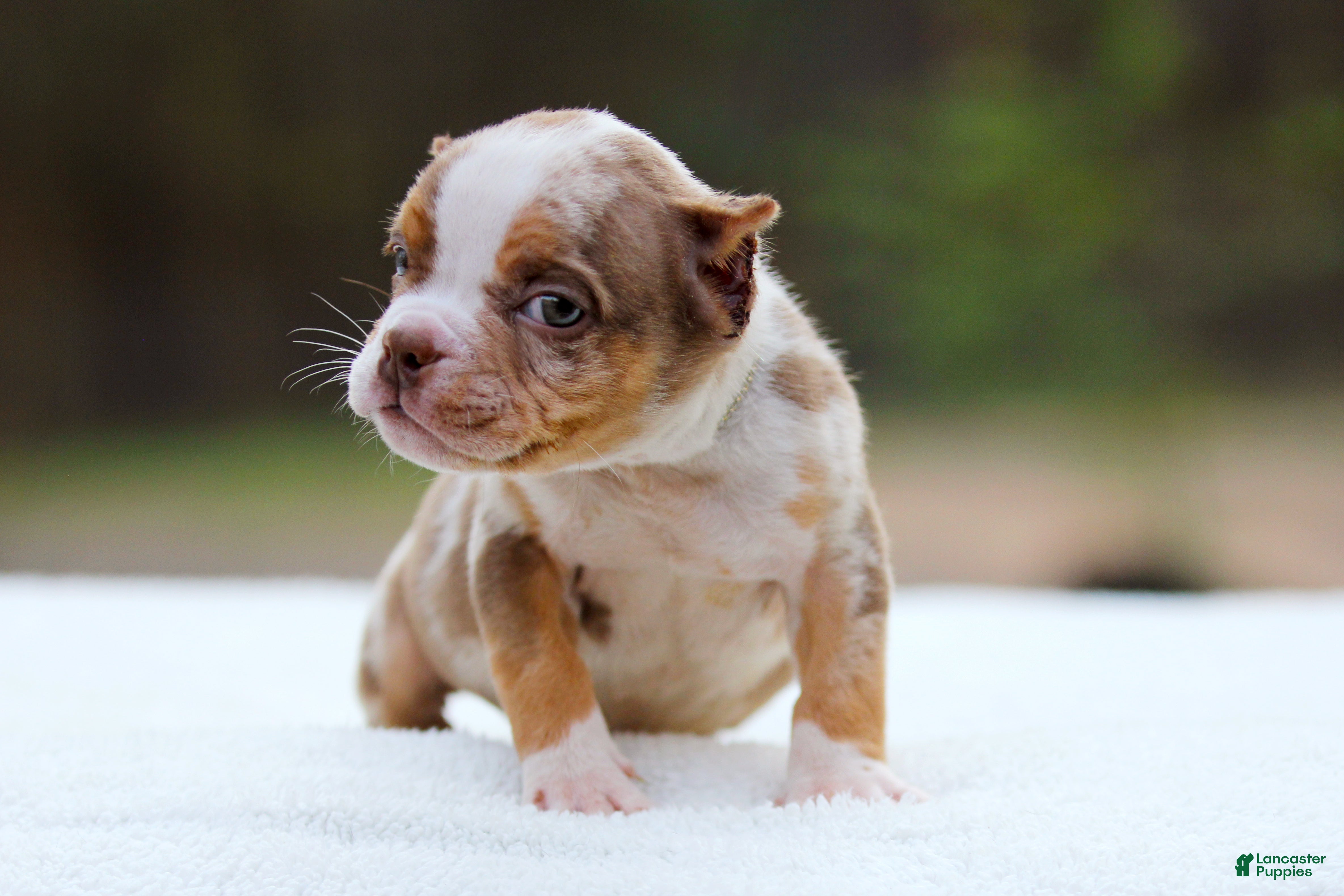 American Bully dogs Chocolate Tri Merle Male - Ad 2