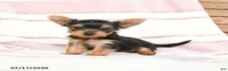 Yorkshire Terrier dogs for sale: Quilla - Ad 3