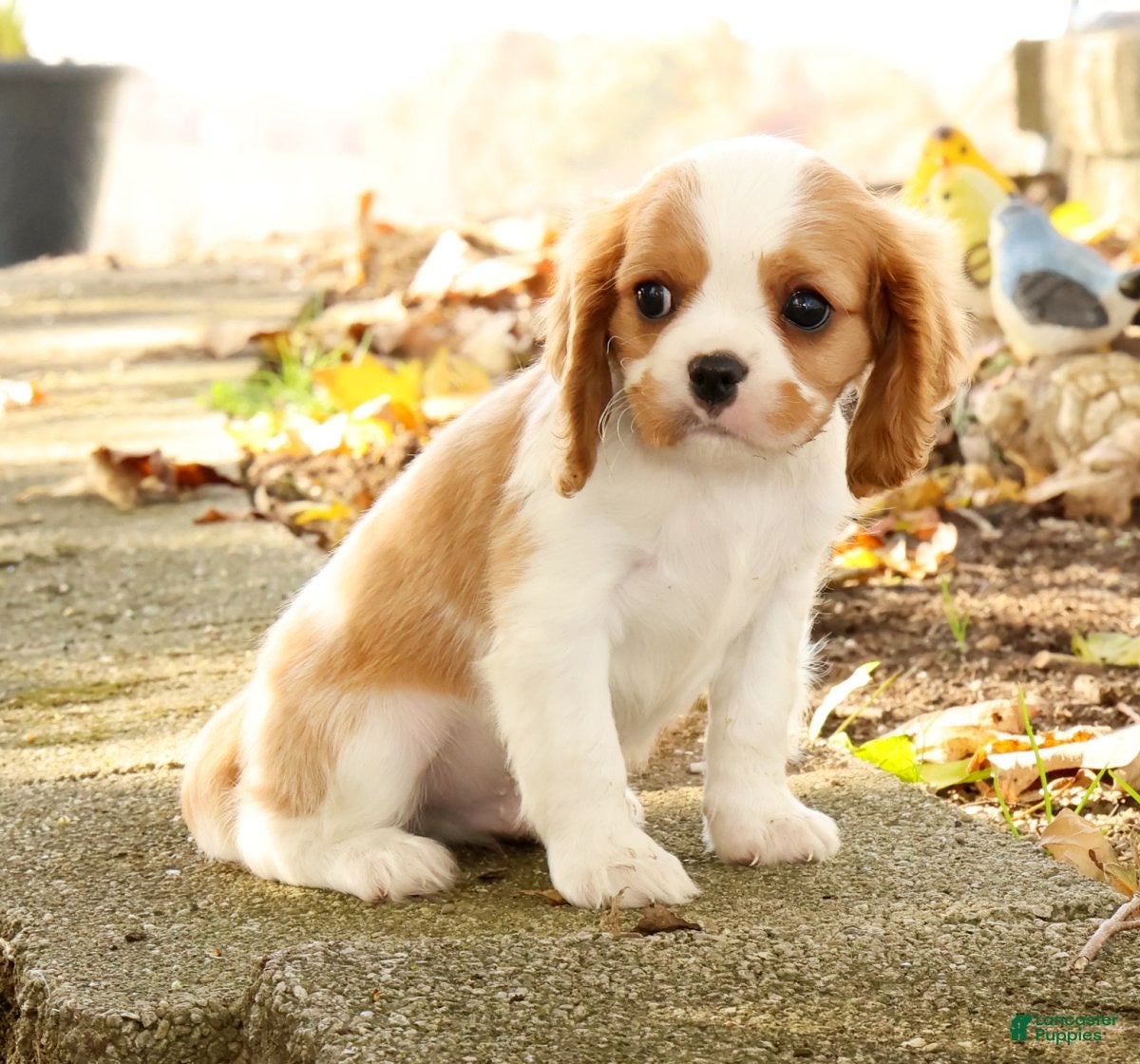 Cavalier King Charles Spaniel dogs for sale: Zack - Ad 2