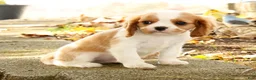 Cavalier King Charles Spaniel dogs for sale: Zack - Ad 2