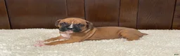 Boxer dogs for sale: Rocky - Ad 14