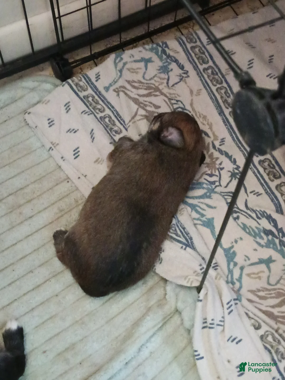 Chihuahua dogs for sale: Chihuahua 1 - Ad 2